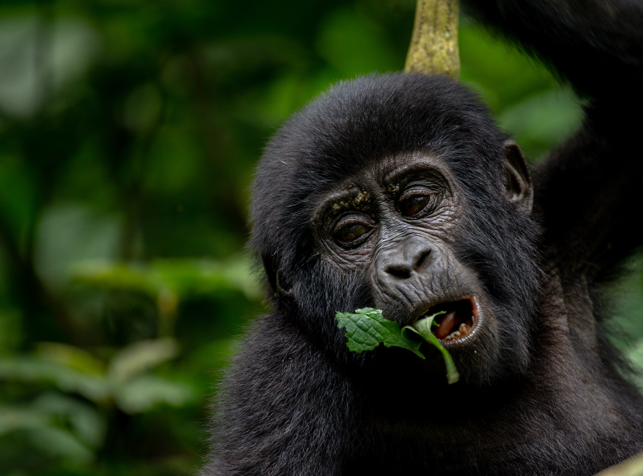 gorilla safari lodge rushaga sector