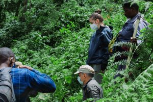 gorilla trekking